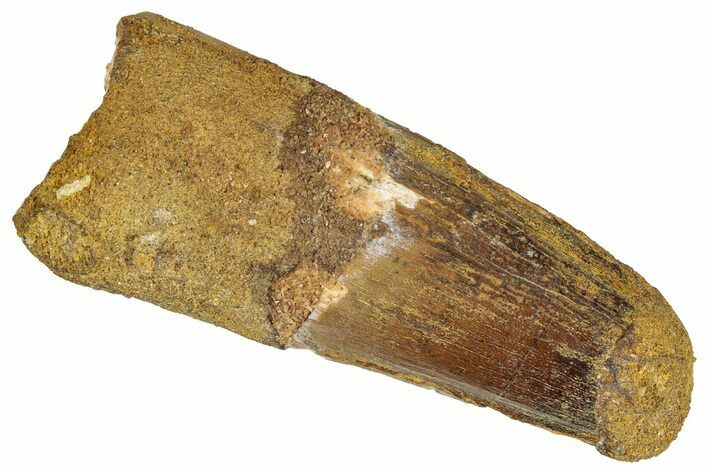 Fossil Spinosaurus Tooth - Real Dinosaur Tooth #305602